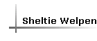 Sheltie Welpen